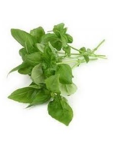 Tulsi (Basilic sacré) 2