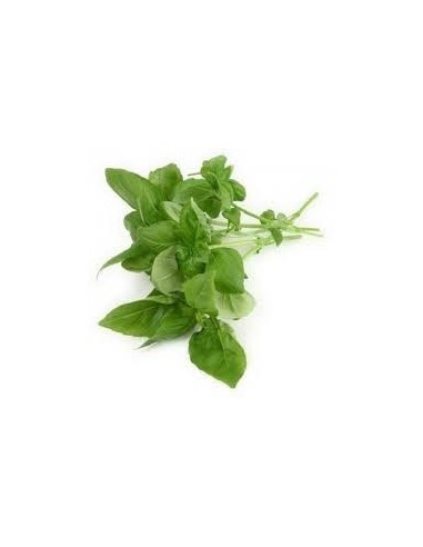 Tulsi (Basilic sacré)