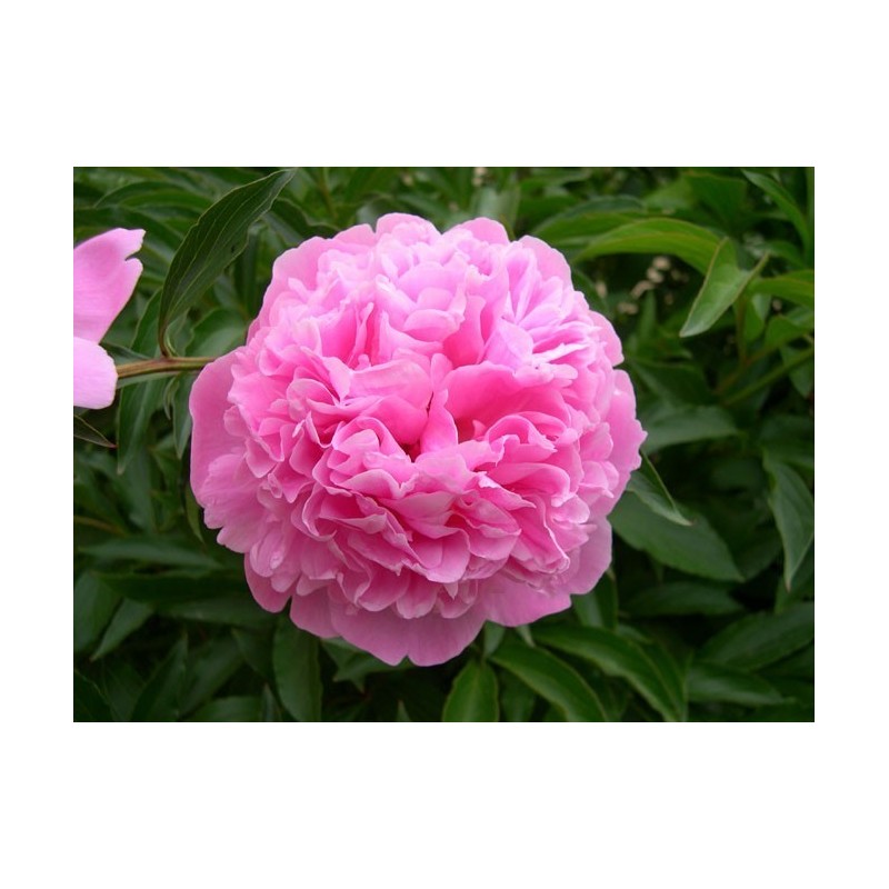 Racine de Pivoine Racine de Pivoine