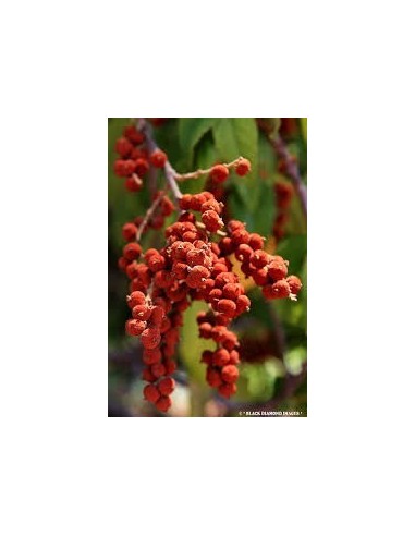 Véritable Kamala Rouge (red kamala)