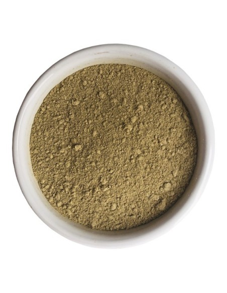 Tulsi (Basilic sacré)